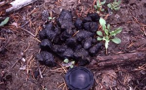 What Scat Can Tell You About Your Wildlife Neighbors Cserc