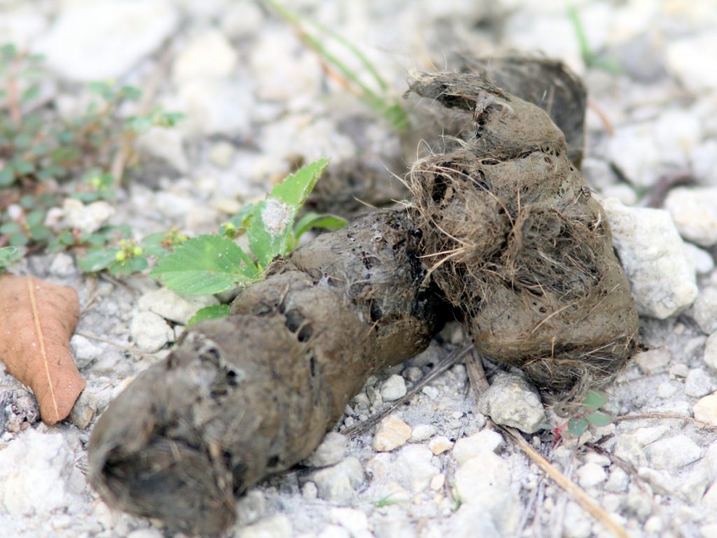 What scat can tell you about your wildlife neighbors CSERC
