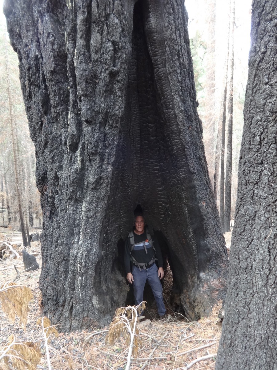 Old growth tree killed by fire