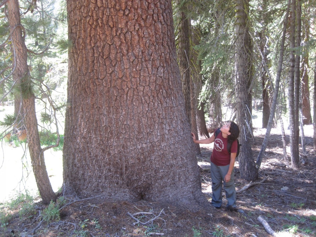 big tree