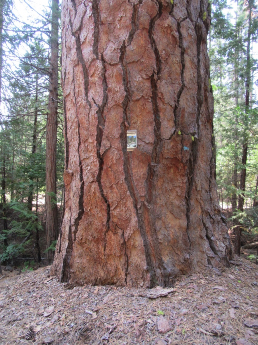 tree saved by CSERC advocacy