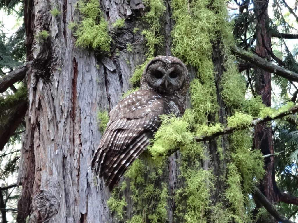 Spotted owl in old growth tree