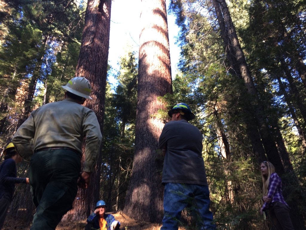 CSERC works with collaborative interests to reach agreement on national forest logging treatments