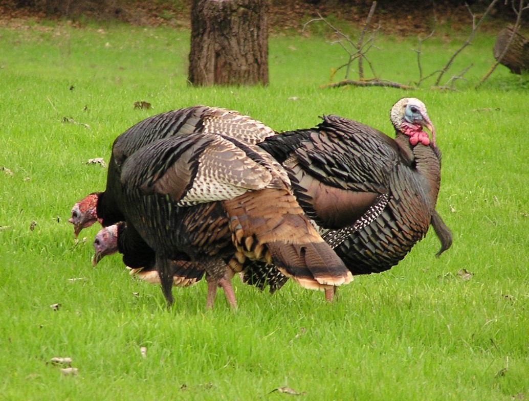 turkeys