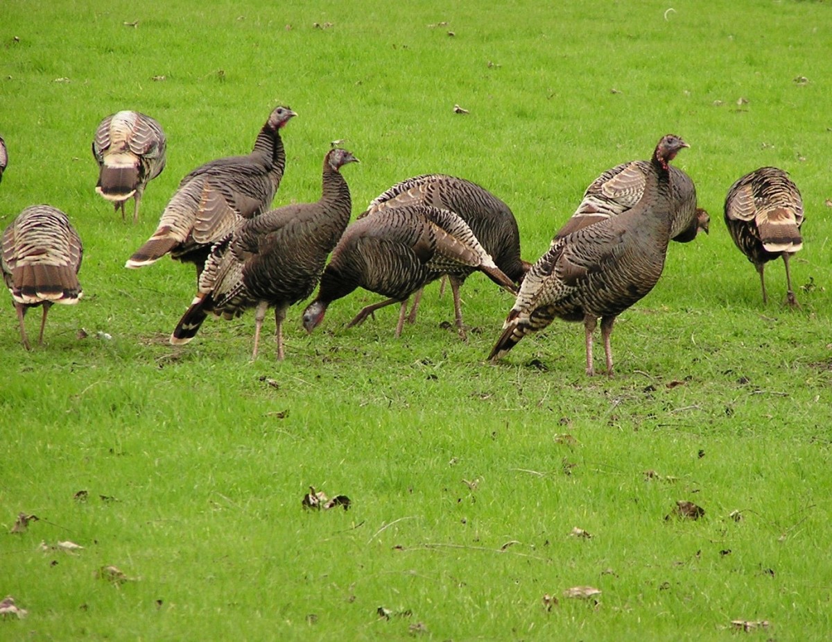 turkeys