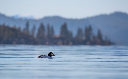 Jessica Hadley Goldeneye