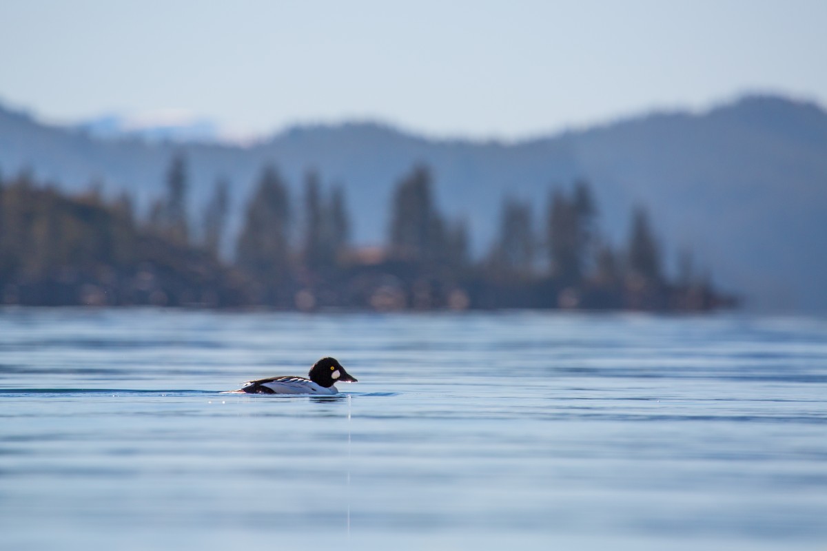 Jessica Hadley Goldeneye