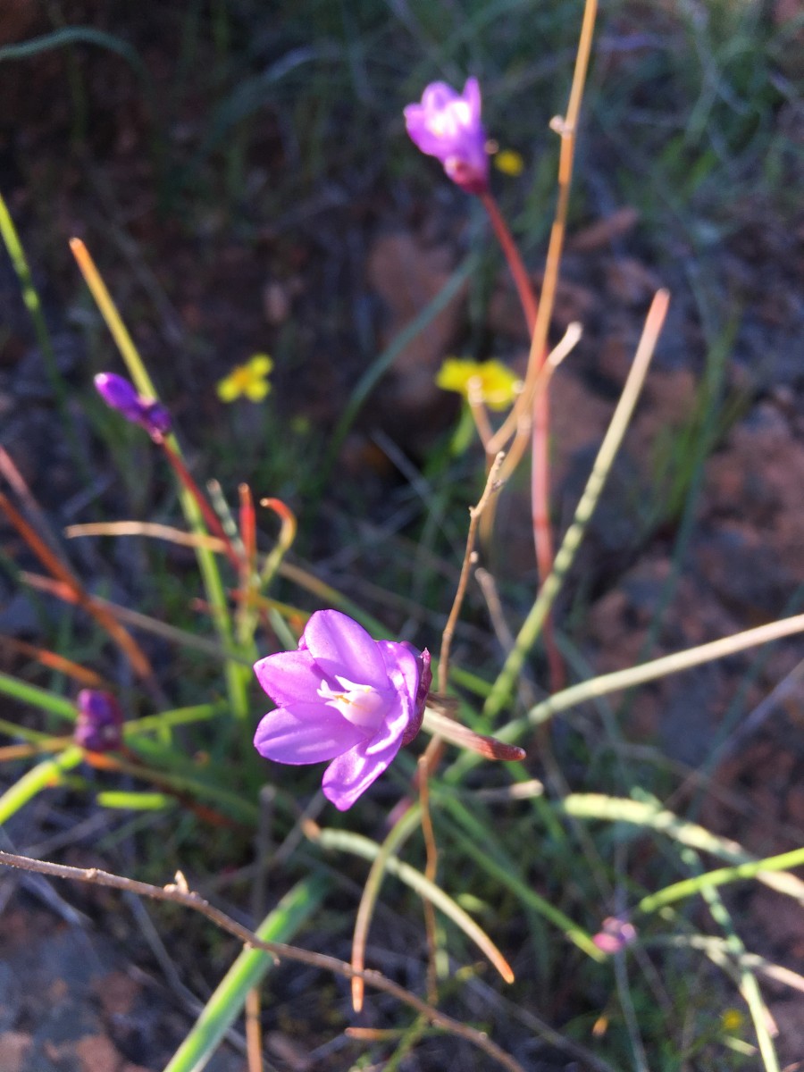 blue dicks wildflowers