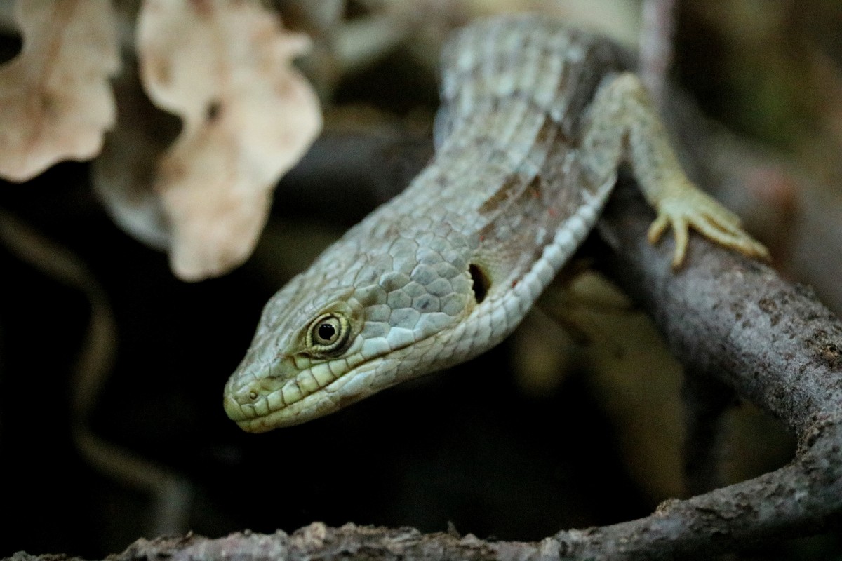 Aleasha Gough – Lagarto de cocodrilo