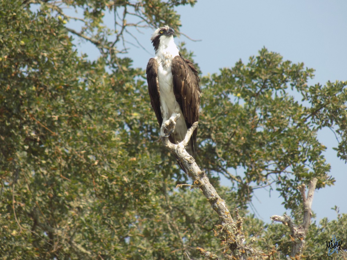 Alexis Jennings – Osprey