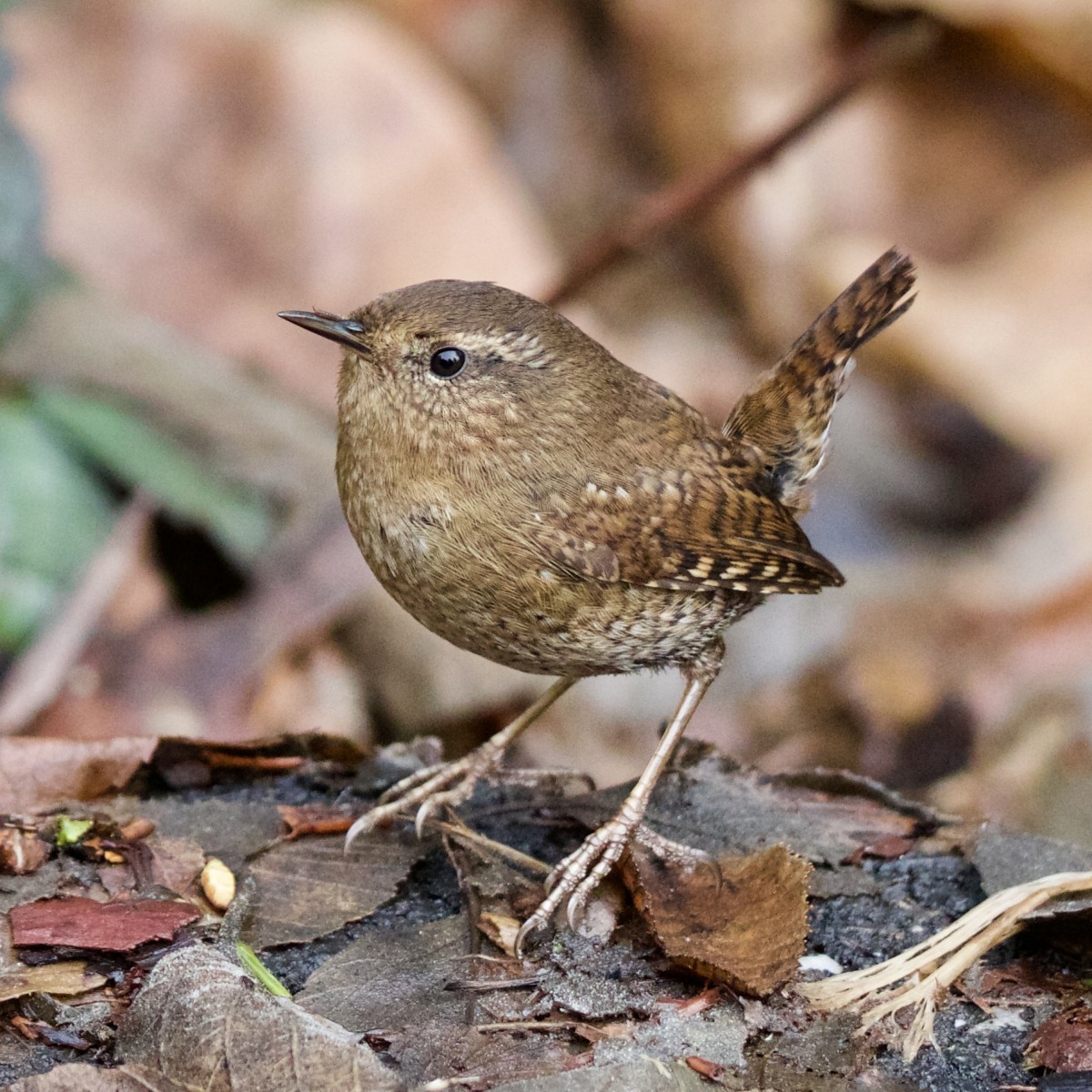 Charlotte Allen – Pacific Wren