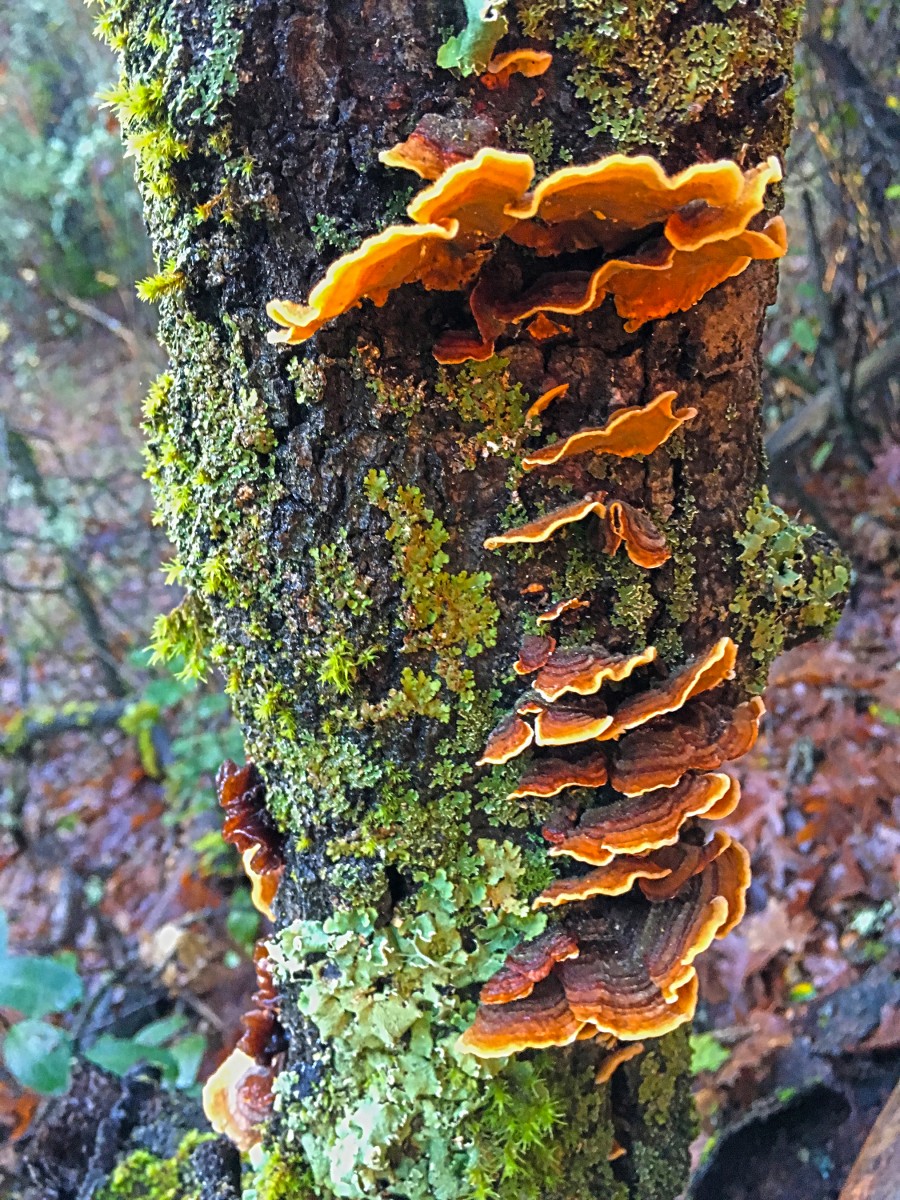 Christina Wilkinson – Sulfur shelf fungi