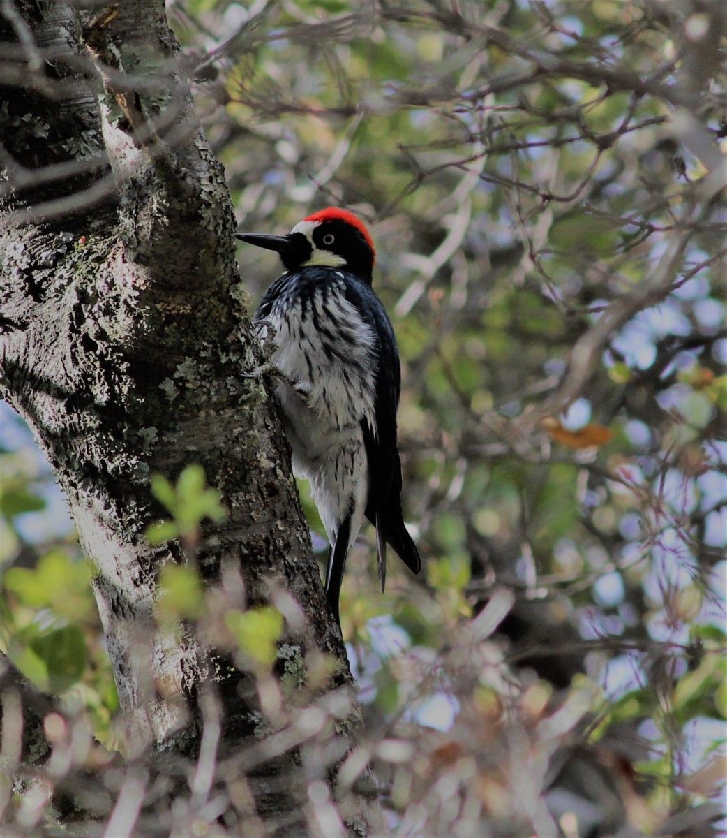 Devin Chubb – Acorn Woodpecker – 1st Prize