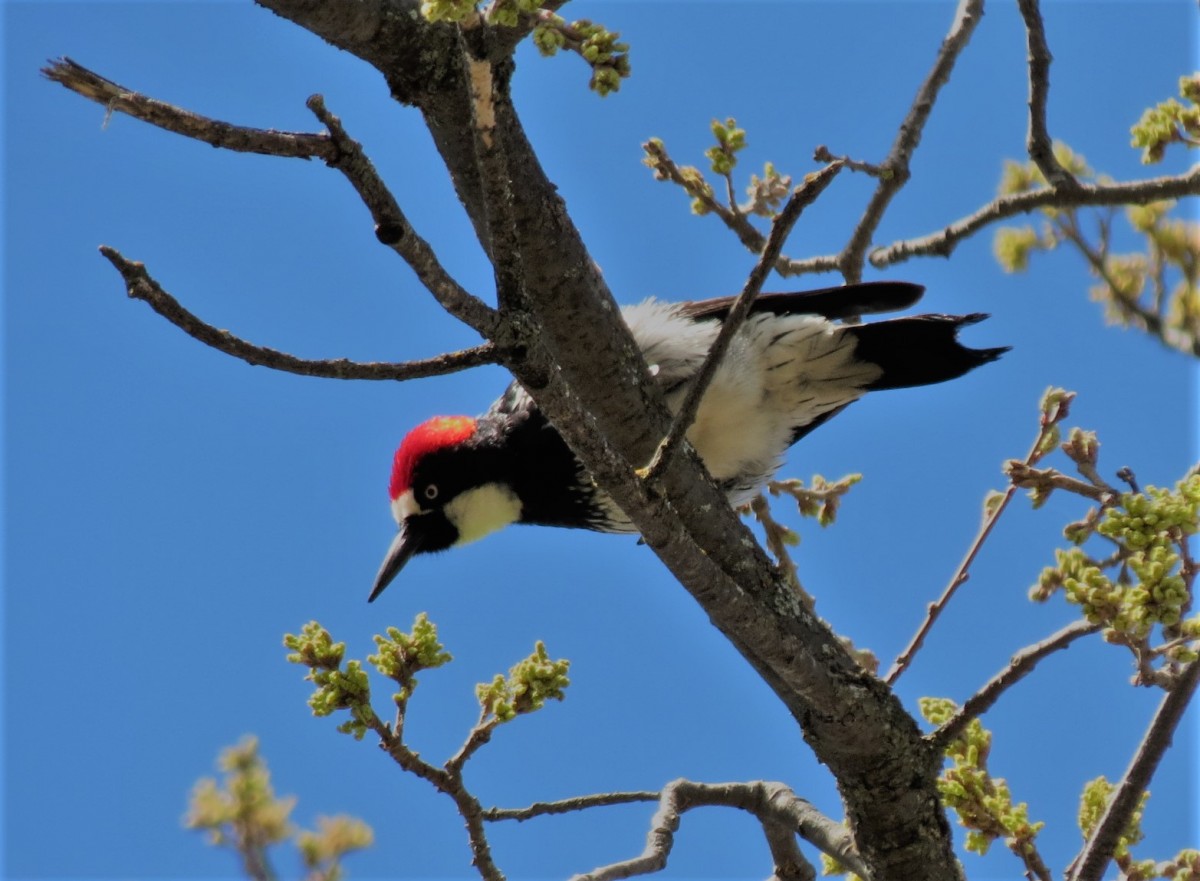 Karen Orso Nuttall's Woodpecker