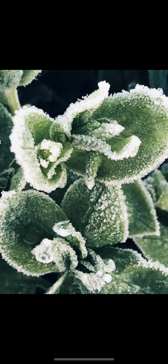 Emma Hiller – Frosty Leaves