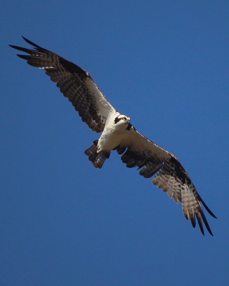 Jadon Barlow – Osprey