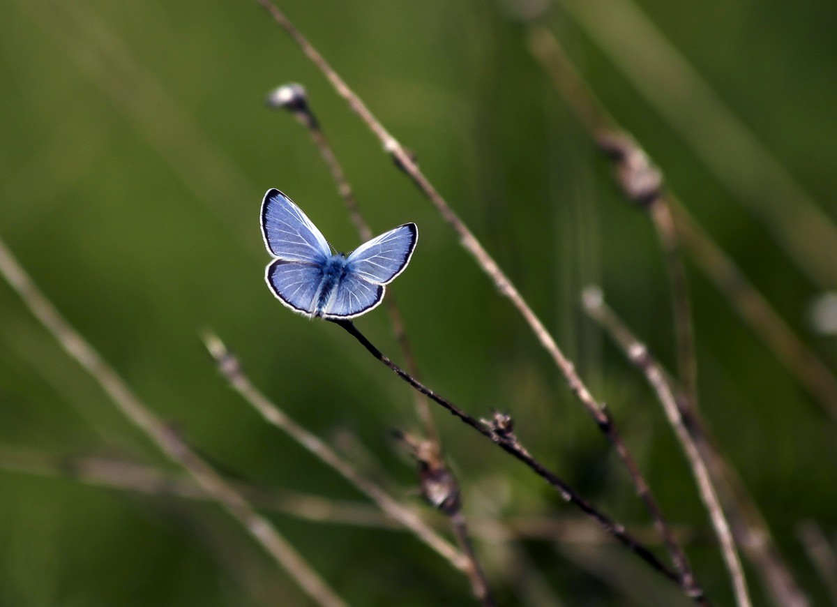 Janice Carabine – Blue butterfly