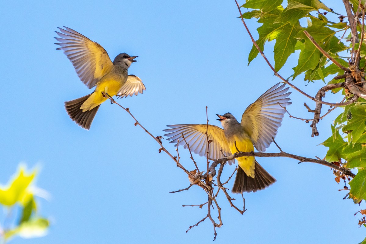 Jim Hoagland – Cassin’s kingbirds – Honorable mention