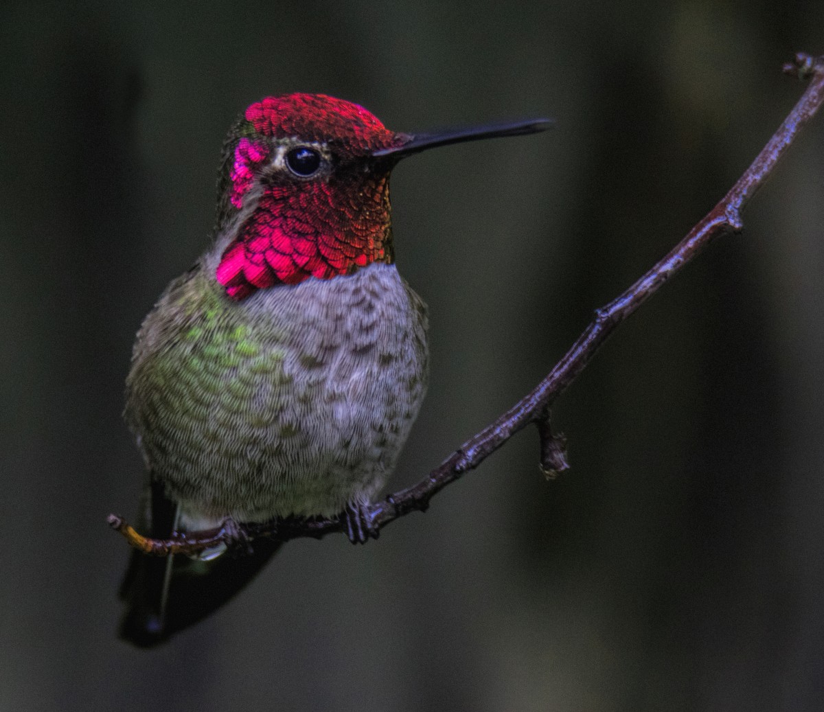 Joanne Sogsti – Anna’s hummingbird