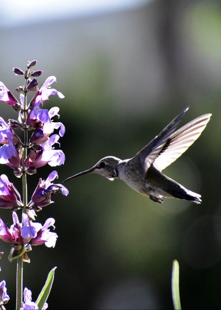 Katelyn Hawthorne – Hummingbird – Honorable mention