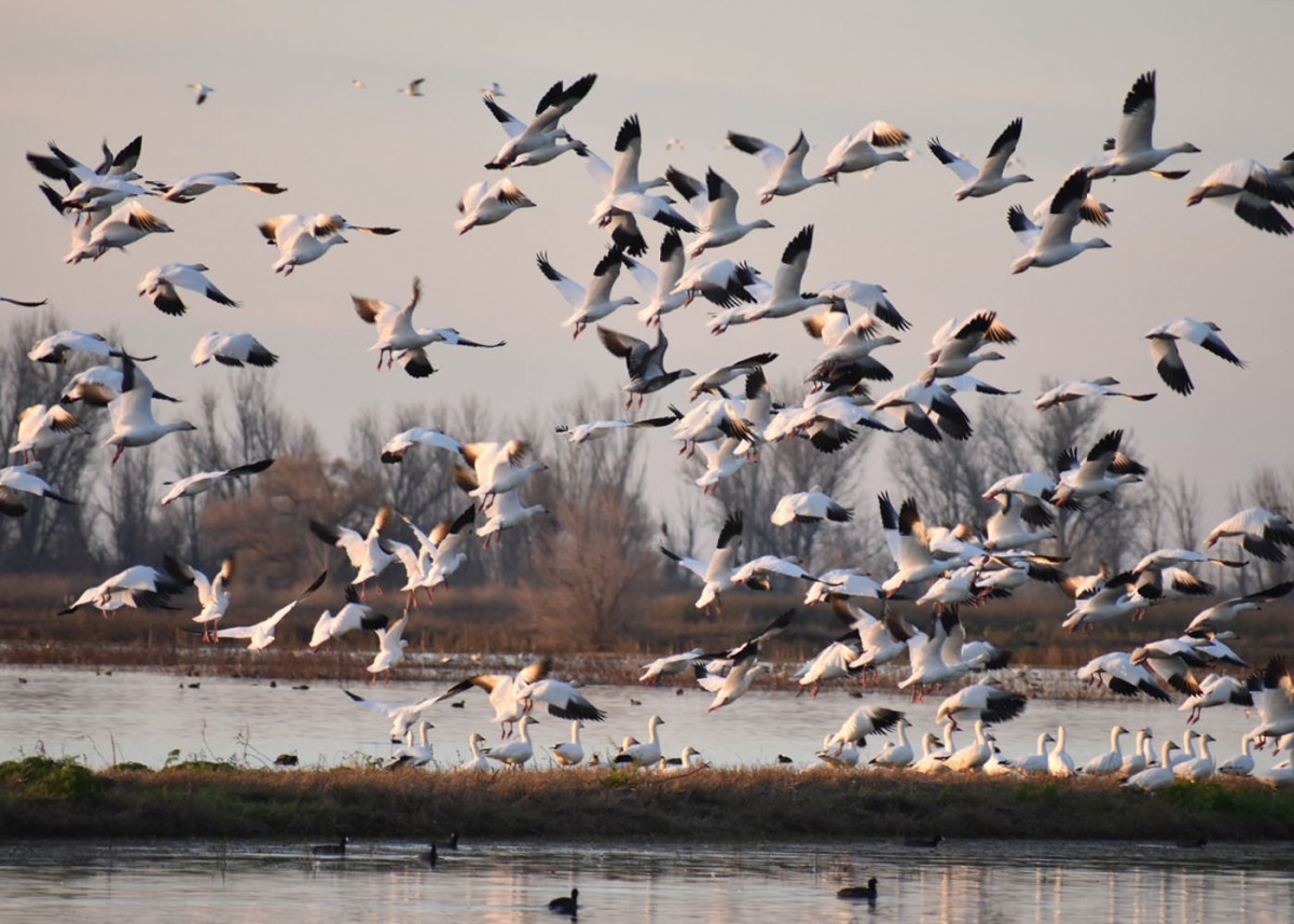 Katelyn Hawthorne – Snow Geese