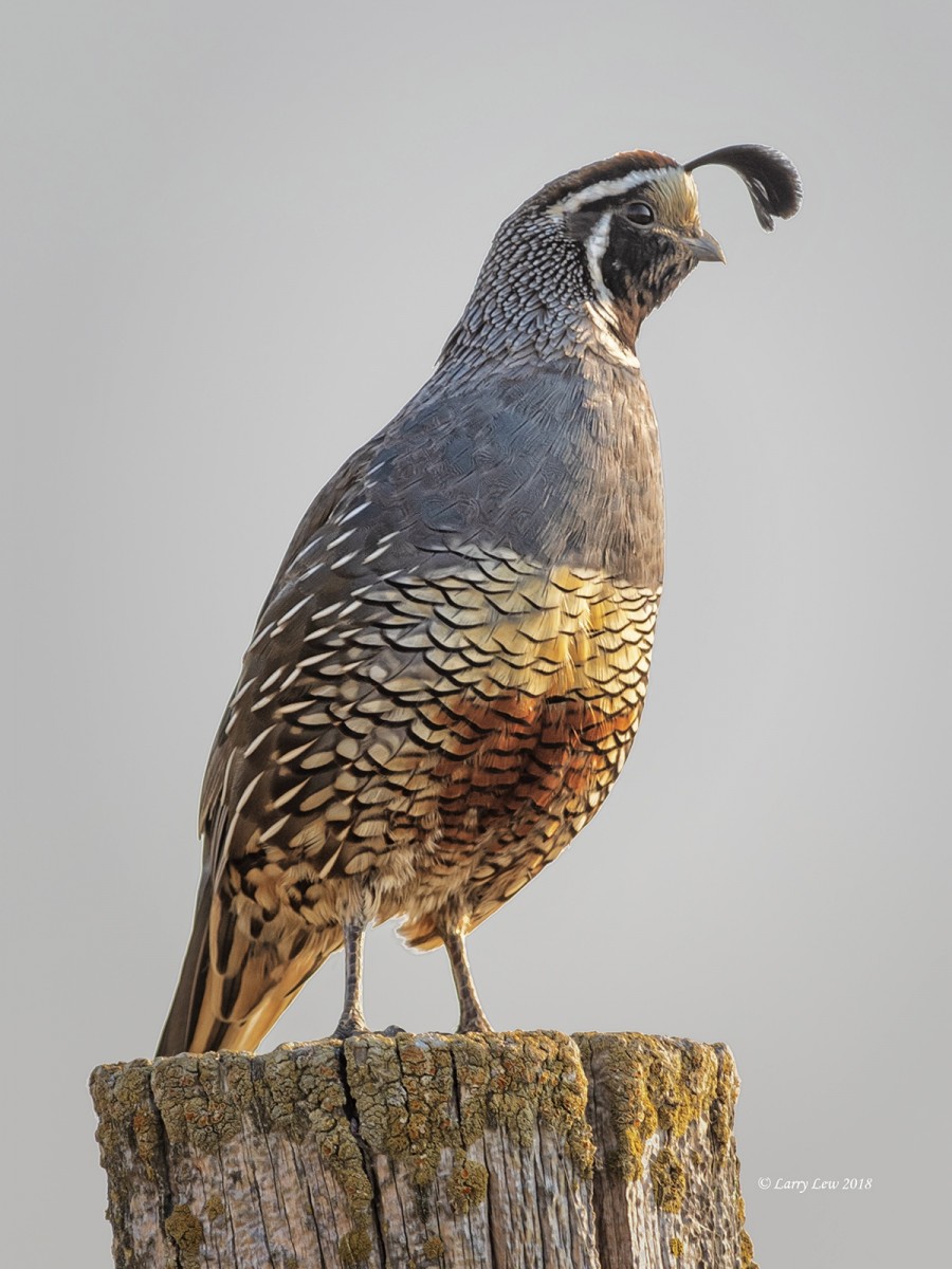 Larry Lew – California Quail