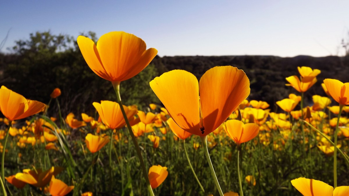 Lee Machado – Dance of the Golden Poppies