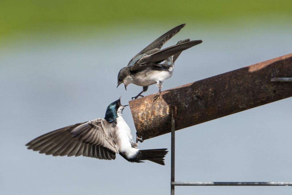 Linda Raymer Tree Swallow