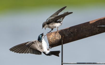 Linda Raymer Tree Swallow