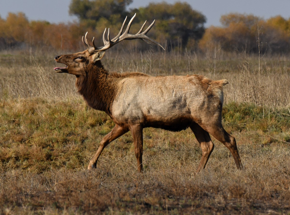 Paul Danielson – Tule Elk