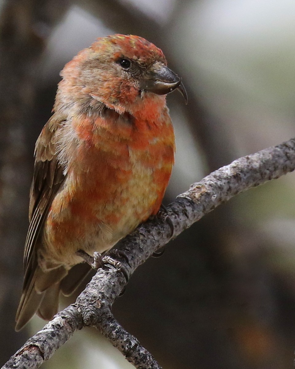 Richard Brown – Red Crossbill 