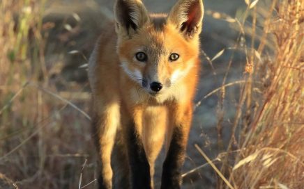 Rick Kimble - Red Fox - 1st Prize