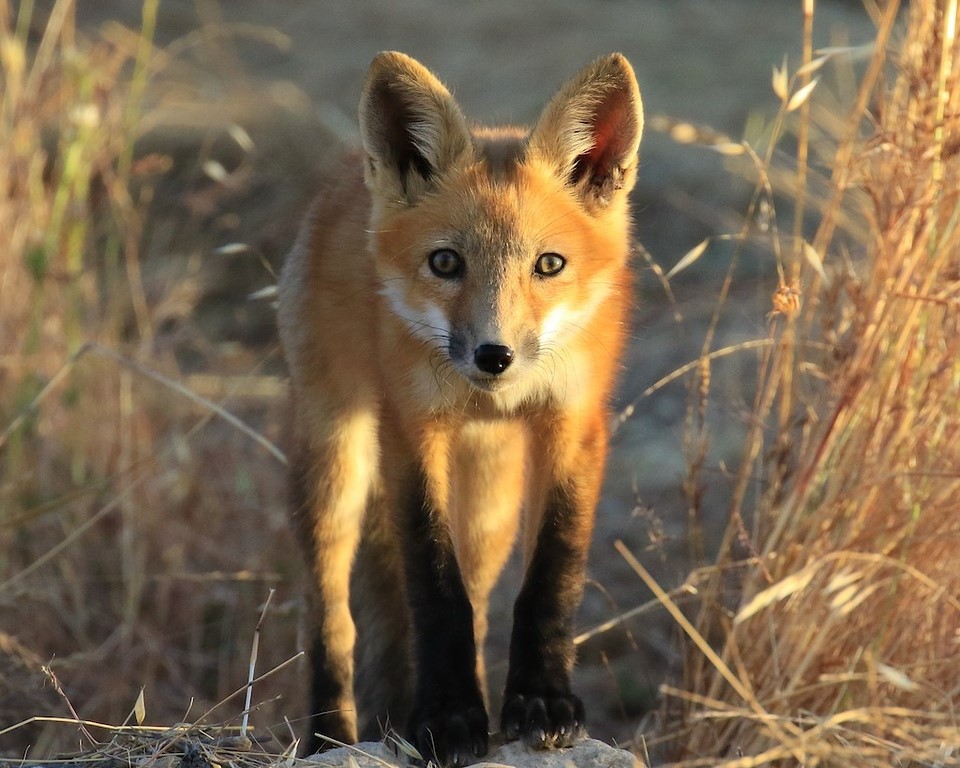 Rick Kimble – Red Fox – 1st Prize