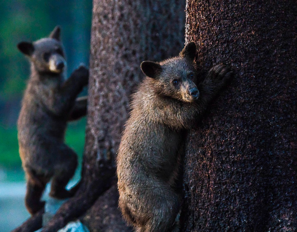 Sharon Anderson – Cubs climbing – 2nd Prize