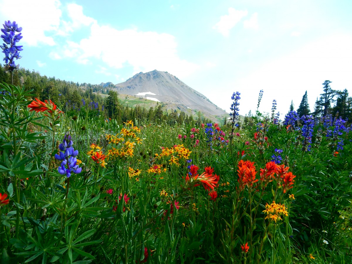 Tina Giudici – Highland Lakes Wildflowers