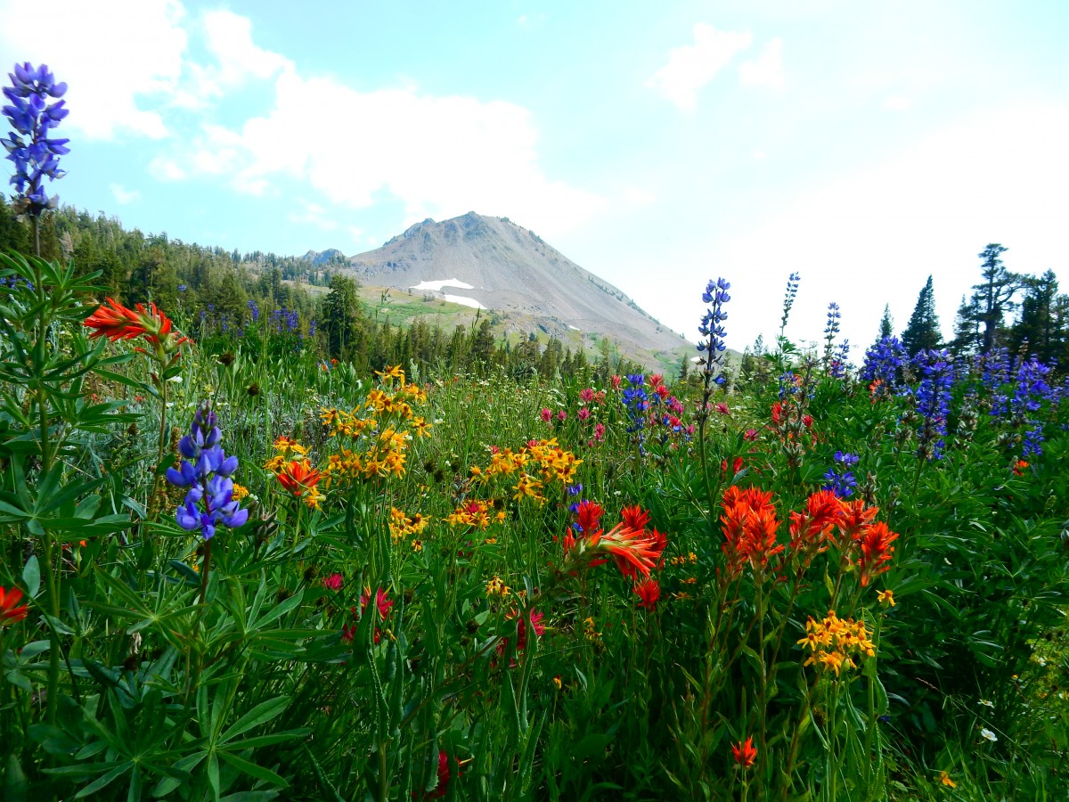 Tina Giudici – Flores Silvestres de Lagos Highland