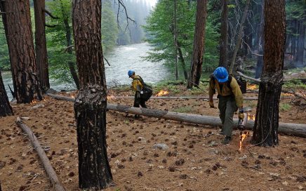 prescribed burn