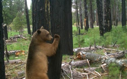 black bear leaning on tree