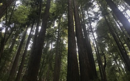 forest canopy