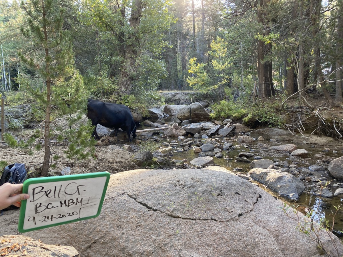 cows in rose creek