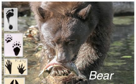 bear eating fish