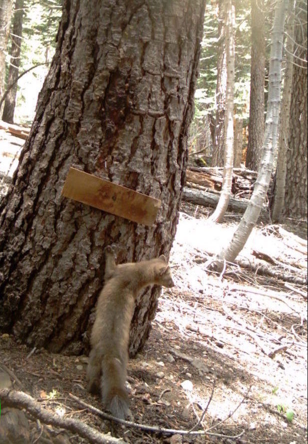 American Marten