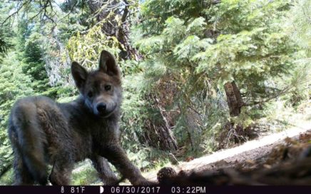 wolf pup