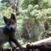 Will wolves become established in their historic range of the Northern Yosemite region?