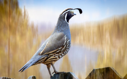 quail on fence