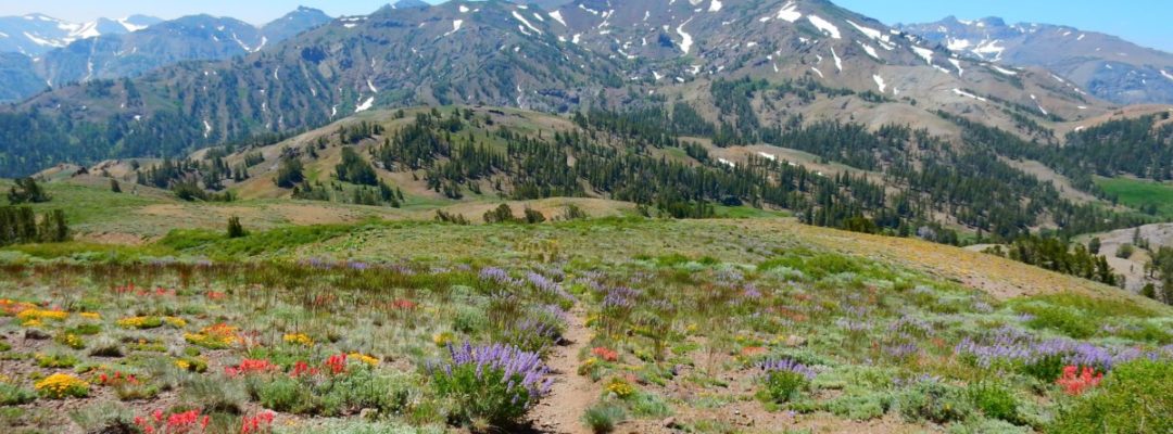 Tina Giudici - Sonora Pass Wildflowers