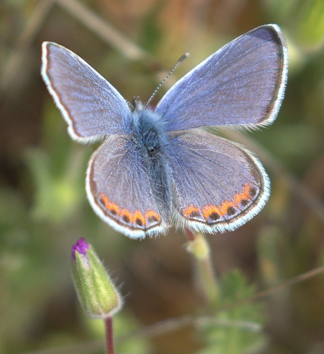 7. Azul de Acmon