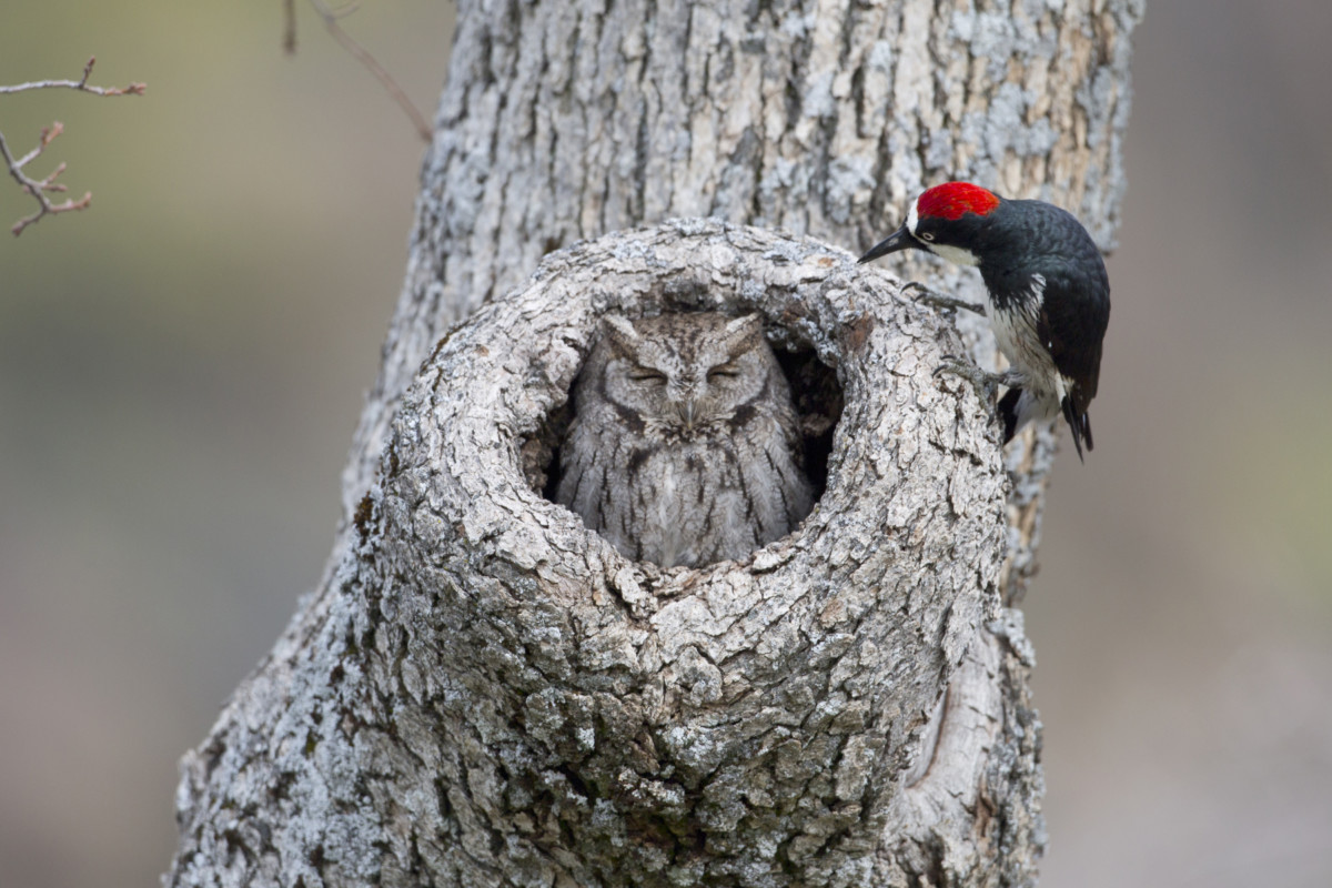 4. Acorn Woodpecker and Screech Owl