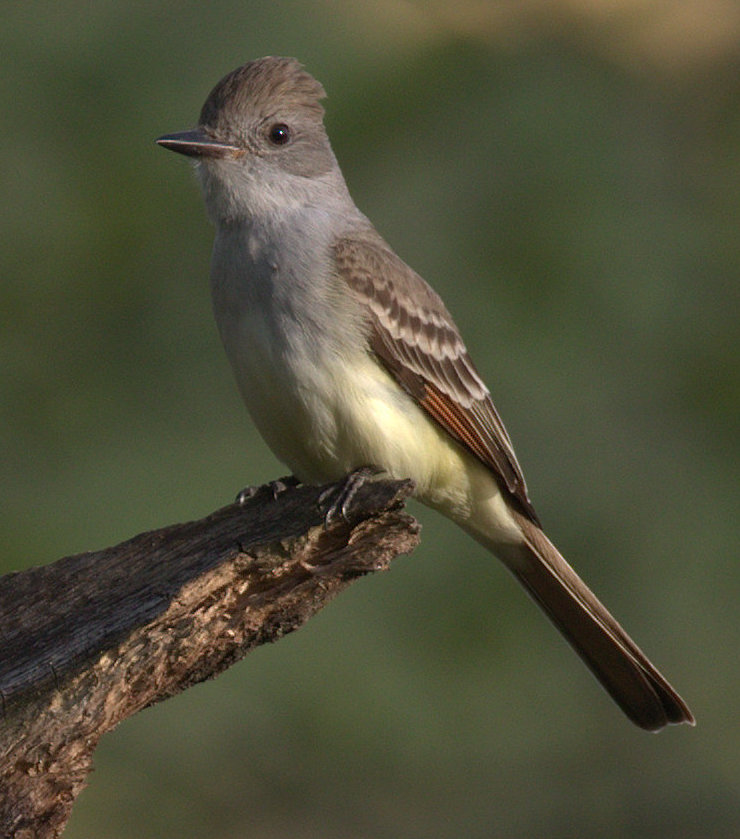 8. Ash-throated Flycatcher