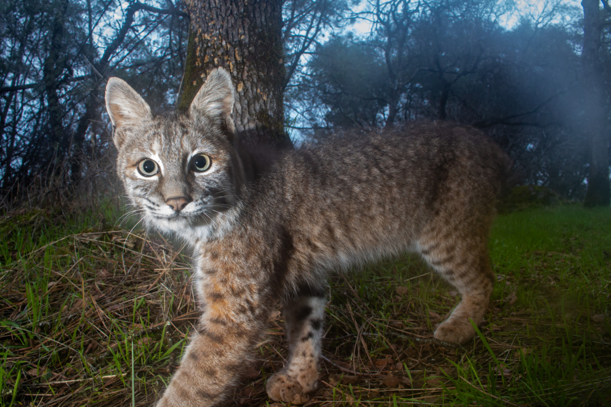 16. Lince